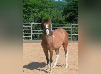 American Paint Horse, Mare, 1 year, 14.2 hh, Tobiano-all-colors
