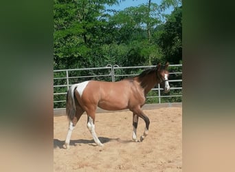American Paint Horse, Mare, 1 year, 14.2 hh, Tobiano-all-colors