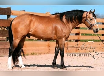 American Paint Horse, Mare, 1 year, 14,2 hh, Buckskin