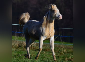 American Paint Horse, Mare, 1 year, 14,2 hh, Champagne