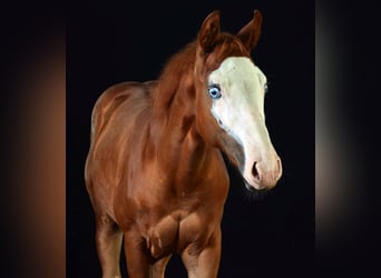 American Paint Horse, Mare, 1 year, 15.1 hh, Chestnut-Red