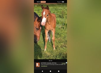American Paint Horse Mix, Mare, 1 year, 15.2 hh, Brown