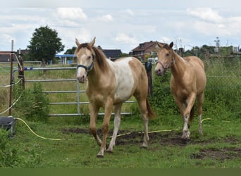 American Paint Horse, Mare, 1 year, 15.2 hh, Champagne