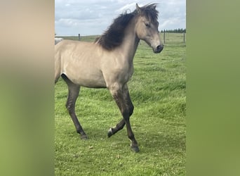 American Paint Horse Mix, Mare, 1 year, 15.2 hh, Dun