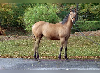 American Paint Horse, Mare, 1 year, 15 hh, Brown