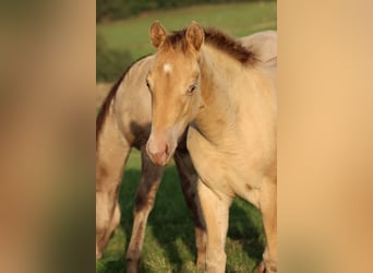 American Paint Horse, Mare, 1 year, 15 hh, Champagne
