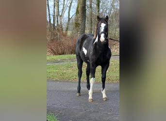 American Paint Horse, Mare, 1 year, 15 hh, Overo-all-colors