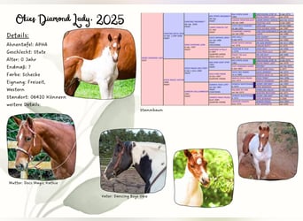 American Paint Horse, Mare, 1 year, 15 hh, Pinto