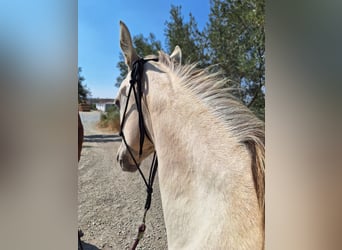 American Paint Horse, Mare, 1 year, Champagne