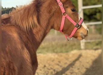 American Paint Horse, Mare, 1 year, Chestnut-Red