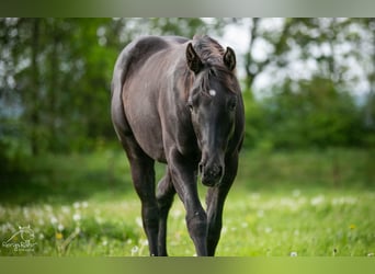 American Paint Horse, Mare, 1 year