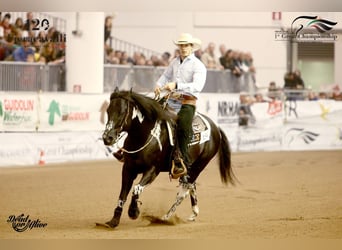 American Paint Horse, Mare, 1 year, Pinto