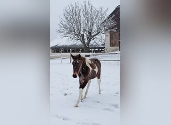 American Paint Horse Mix, Mare, 1 year, Pinto