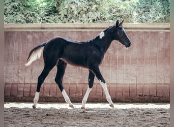 American Paint Horse, Mare, 1 year, Pinto