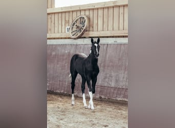 American Paint Horse, Mare, 1 year, Pinto