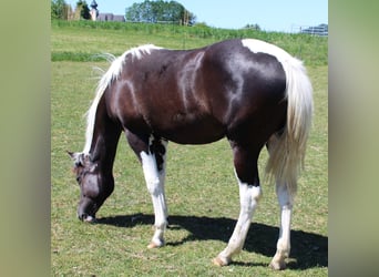 American Paint Horse, Mare, 1 year, Tobiano-all-colors