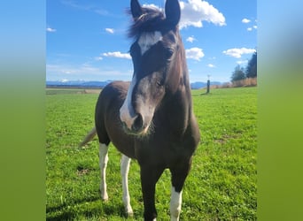 American Paint Horse, Mare, 1 year, Tobiano-all-colors