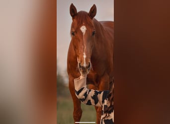 American Paint Horse, Mare, 23 years, 14,3 hh, Chestnut-Red