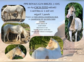 American Paint Horse, Mare, 2 years, 13.2 hh, Tobiano-all-colors