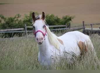 American Paint Horse, Mare, 2 years, 13.3 hh, Buckskin