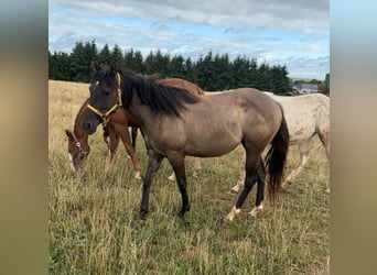 American Paint Horse, Mare, 2 years, 14.1 hh, Grullo