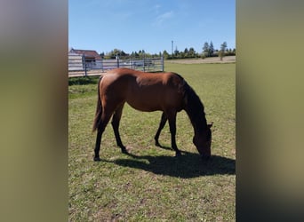 American Paint Horse, Mare, 2 years, 14.2 hh, Brown