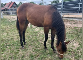 American Paint Horse, Mare, 2 years, 14.2 hh, Brown