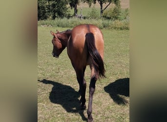 American Paint Horse, Mare, 2 years, 14.2 hh, Brown