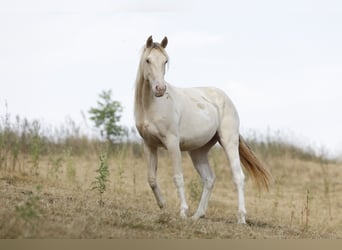 American Paint Horse, Mare, 2 years, 14.2 hh, Champagne