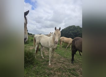 American Paint Horse, Mare, 2 years, 14.2 hh, Champagne