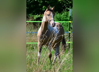 American Paint Horse, Mare, 2 years, 14.2 hh, Champagne