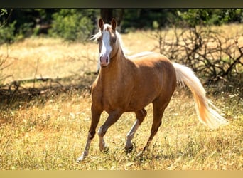 American Paint Horse, Mare, 2 years, 14.2 hh, Palomino
