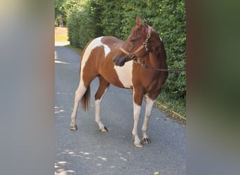 American Paint Horse, Mare, 2 years, 14.3 hh, Tobiano-all-colors