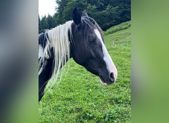 American Paint Horse, Mare, 2 years, 14 hh, Tobiano-all-colors