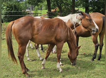 American Paint Horse, Mare, 2 years, 14,2 hh, Chestnut-Red