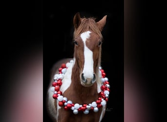 American Paint Horse Mix, Mare, 2 years, 14,2 hh, Tobiano-all-colors