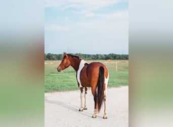 American Paint Horse, Mare, 2 years, 14,3 hh, Bay
