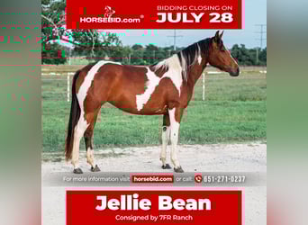 American Paint Horse, Mare, 2 years, 14,3 hh, Bay