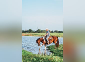 American Paint Horse, Mare, 2 years, 14,3 hh, Bay