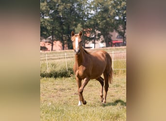 American Paint Horse, Mare, 2 years, 14,3 hh, Chestnut