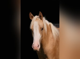 American Paint Horse, Mare, 2 years, 15.1 hh, Palomino