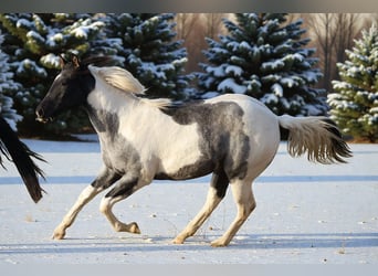 American Paint Horse, Mare, 2 years, 15.1 hh, Roan-Blue