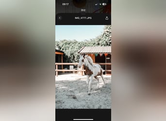 American Paint Horse, Mare, 2 years, 15.1 hh, Tovero-all-colors