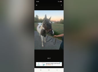 American Paint Horse, Mare, 2 years, 15.2 hh, Pinto