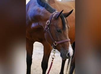 American Paint Horse, Mare, 2 years, 15.2 hh, Tobiano-all-colors