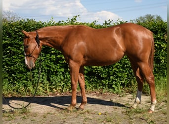 American Paint Horse, Mare, 2 years, 15 hh, Chestnut-Red