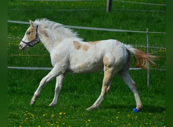 American Paint Horse, Mare, 2 years, 15,1 hh, Champagne