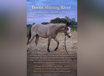 American Paint Horse Mix, Mare, 2 years, 15,1 hh, Overo-all-colors