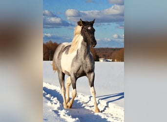 American Paint Horse, Mare, 2 years, 15,1 hh