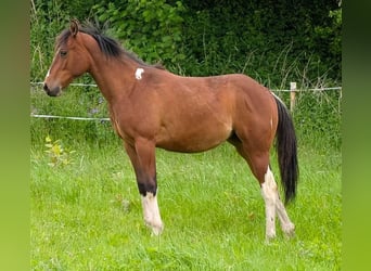 American Paint Horse, Mare, 2 years, Brown